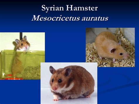 Hamsters Biology And Anatomy Ppt Video Online Download