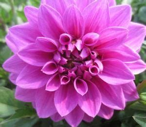 Dahlia Hypnotica Lavender Garden Flower Beds Cottage Garden Plants