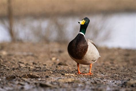 White Pekin duck swimming in pond · Free Stock Photo