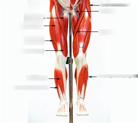 Legs Anterior Diagram Quizlet