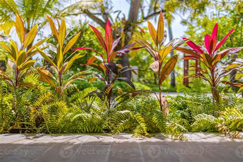 Alley In Tropical Garden Pathway Colorful Exotic Foliage Fresh