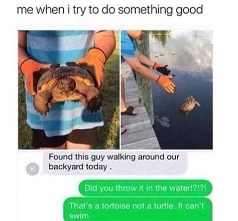 The best tortoise memes :) Memedroid