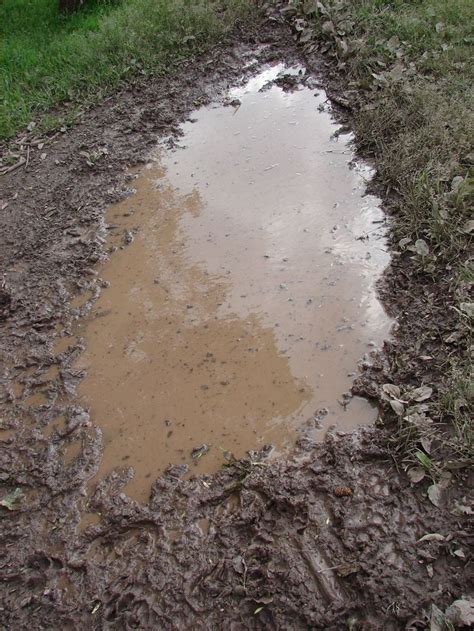 Muddy Road With Puddles And Grass In The Background