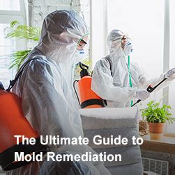 The Ultimate Guide To Mold Remediation