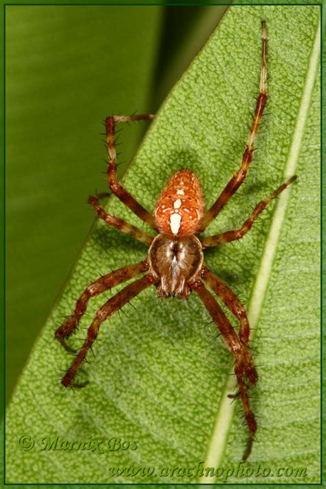 Araneus diadematus (Clerck, 1757) – ArachnoPhoto