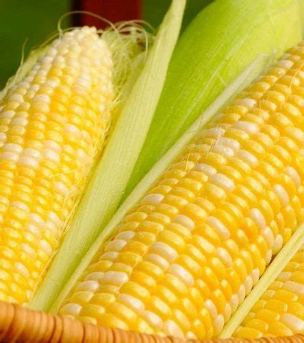 maize manufacturer  mumbai