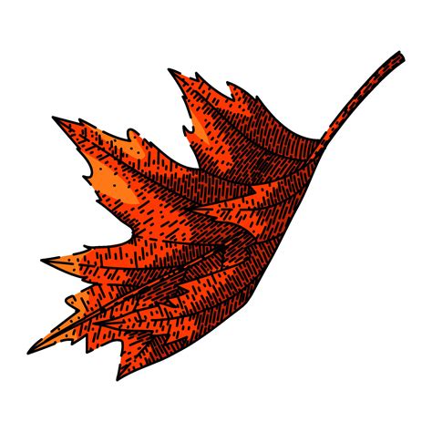 maple leaf sketch hand drawn vector 41499266 Vector Art at Vecteezy