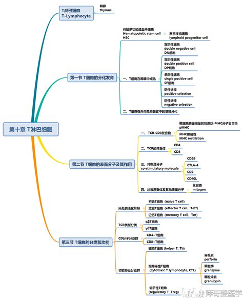 医学免疫学思维导图名词中英文对照【沈阳医学院】（6 10章）萍哥 20191204更新 哔哩哔哩