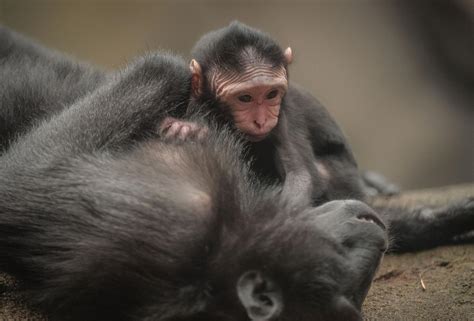 Baby Sulawesi Macaque Image Eurekalert Science News Releases