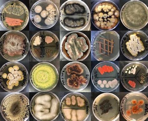 Unusual Fungi Found In Marine Environments Microbiology