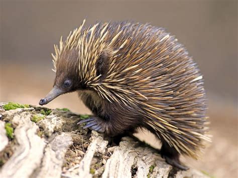 Absurd Creature Of The Week Forget The Platypus The Echidna Is The