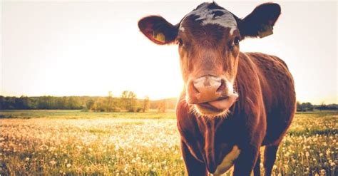 Steer vs Cow: What Are the Differences? - A-Z Animals