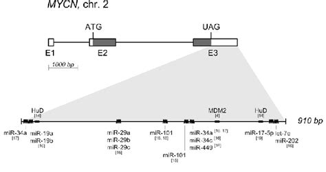 Schematic Diagram Of The Mycn Gene The Mycn Transcript Nm0053784