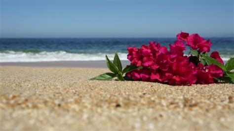 Tropical Beach Flowers — Stock Video © kbuntu #12009935