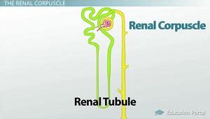 nephron definition parts function lesson studycom