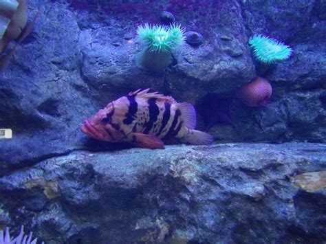 Pin by DAUGHTER OF THE KING on Dallas Aquarium | Fish pet, Dallas ...