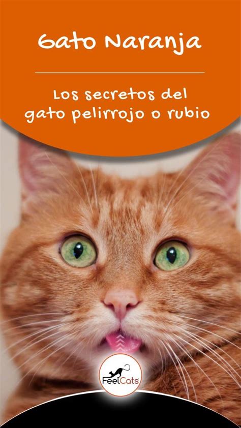 Gato Naranja Y Sus Curiosidades Gato Naranja Gatos Anaranjados