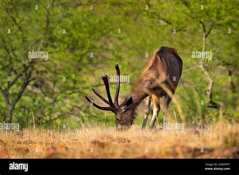 Sambar deer, Rusa unicolor, large animal, Indian subcontinent ...