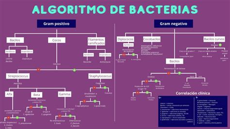 Algoritmo De Bacterias Gram Positivas Y Negativas Udocz The Best Porn