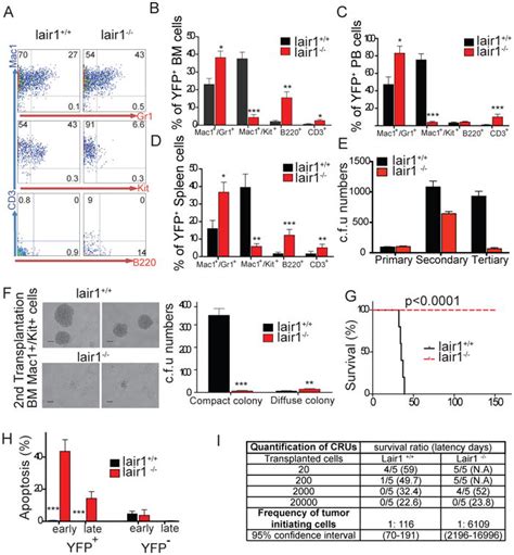 The Itim Containing Receptor Lair1 Is Essential For Acute Myeloid