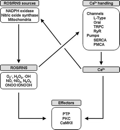 Interplay Between Calcium And Ros Rns Signaling In Vascular Smooth