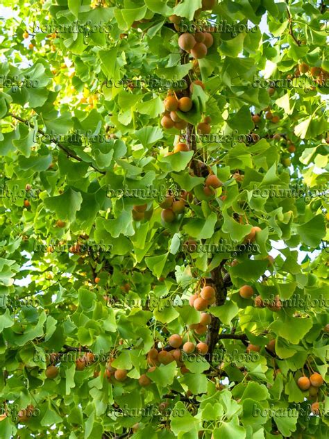 Images Arbre aux mille écus Images de plantes et de jardins botanikfoto