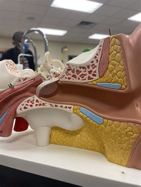 A P II Lab Exam Ear Diagram Quizlet