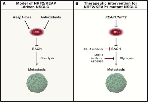 BACH1 Orchestrates Lung Cancer Metastasis Cell