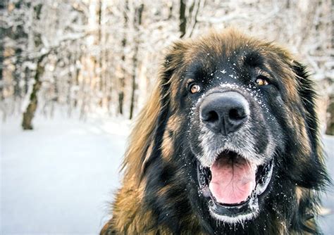 Leonberger Black Atelier Yuwaciaojp