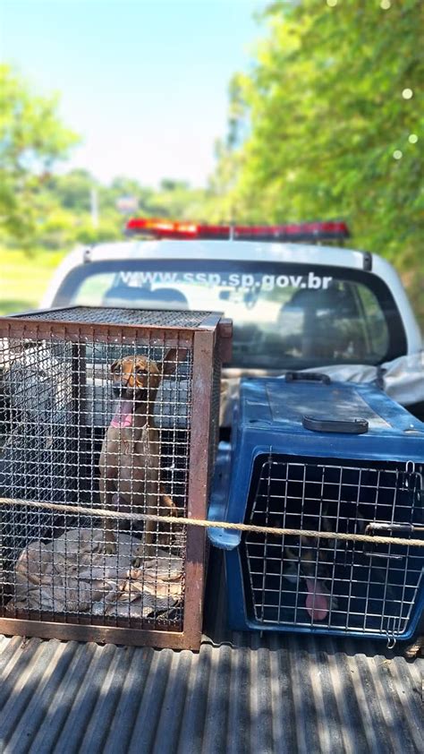 Homem é multado em R 6 mil por maus tratos contra animais em Guará