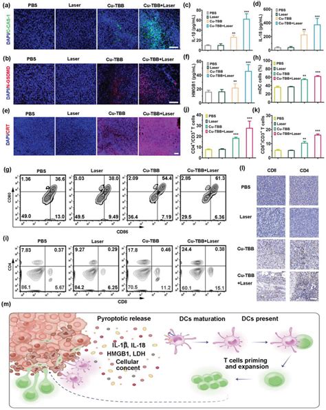 In Vivo Analysis Of Immune Effect A Immunofluorescence Staining Of