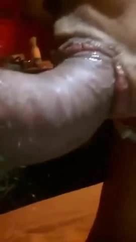 Une Bonne Suceuse Ma Chienne Amateur Amateur Porn XHamster