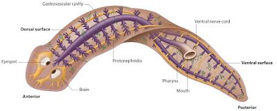 Platyhelminthes Anatomy