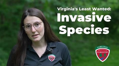 Virginia S Least Wanted Invasive Species Explained Youtube