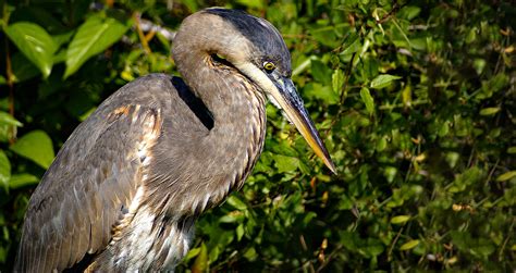 Some Everglades Birds on Behance