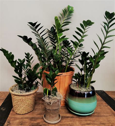 Embracing Greenery At Home Discover 18 Exquisite Tropical Indoor Plants To Transform Your Space