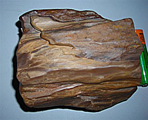 Fossils From Antarctica - Member Collections - The Fossil Forum