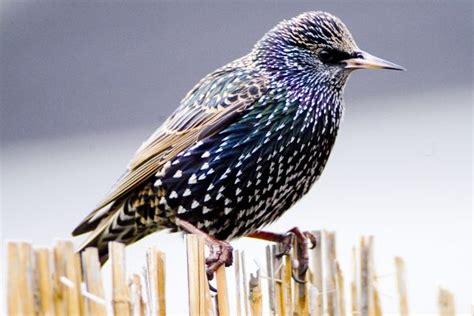 Starling - BirdWatch Ireland