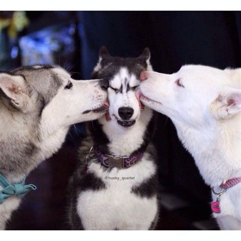 Three Playful Husky Dogs