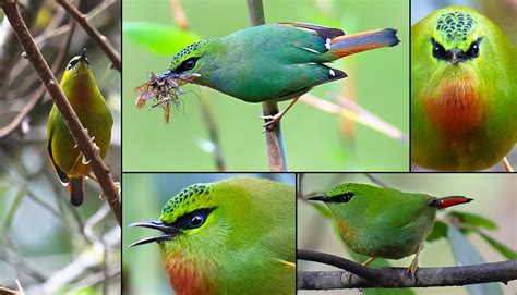 Fire Tailed Myzornis At Pianmazhen Yunnan Shanghai Birding 上海观鸟