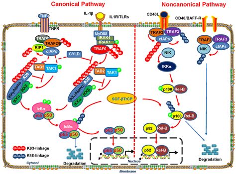 The Role Of K63 Linked Polyubiquitination In The Activation Of