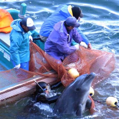 Echoes in the Cove: The Controversy of Dolphin Hunting in Taiji, Japan