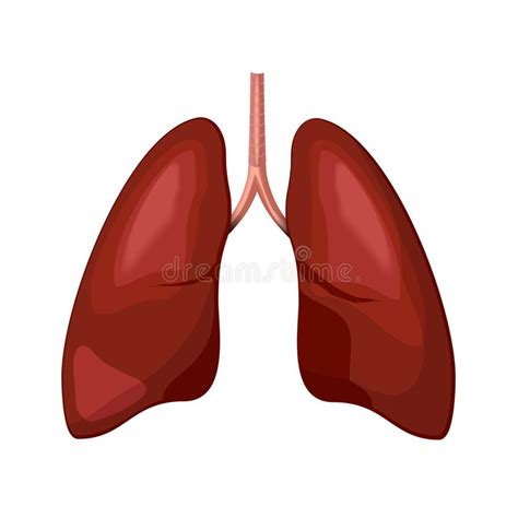 Lungs Icon Illustration Stock Vector Illustration Of Chest 136960847