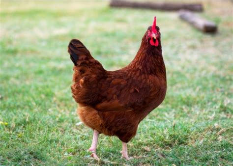 15 Red Chicken Breeds You Should Know About