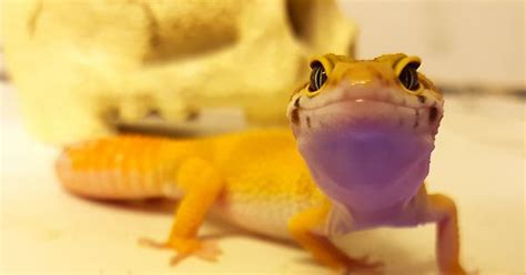 Smiiiiiile Happy Geckos Album On Imgur