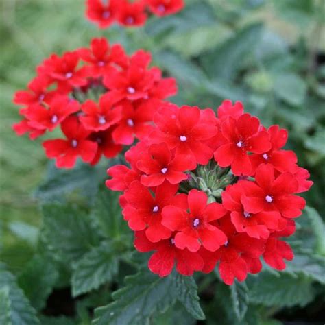 Verbena Canadensis Homestead Red Vervain From Sandy S Plants