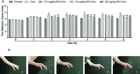 Effects Of Ba On Carr Induced Paw Edema In Mice N Mm The