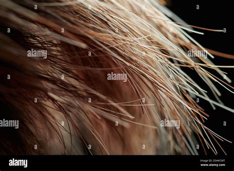 hair split ends close   res stock photography  images alamy