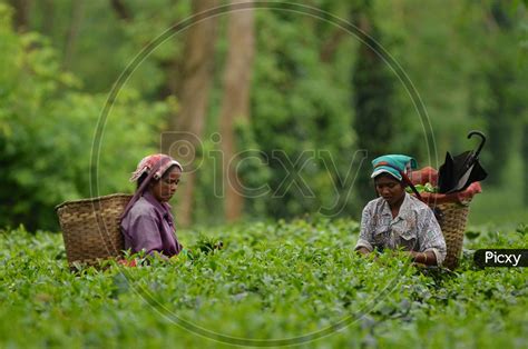 Image Of Tea Workers Plucking Tea Leafs In Assam Tea Plantations Kv511562 Picxy