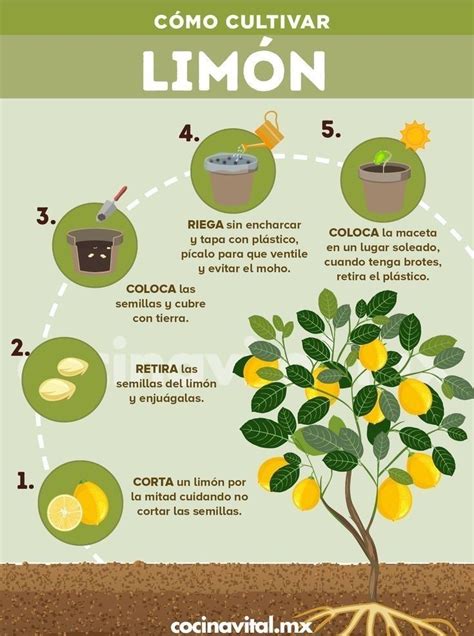 Horta Em Casa Para Cultivar Ervas E Temperos Artofit